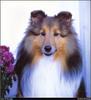 [RattlerScans - Gone to the Dogs] Shetland Sheepdog