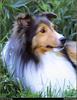 [RattlerScans - Gone to the Dogs] Shetland Sheepdog