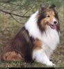 [RattlerScans - Gone to the Dogs] Shetland Sheepdog