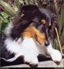 [RattlerScans - Gone to the Dogs] Shetland Sheepdog