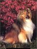 [RattlerScans - Gone to the Dogs] Shetland Sheepdog