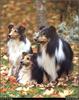 [RattlerScans - Gone to the Dogs] Shetland Sheepdog