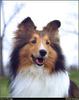 [RattlerScans - Gone to the Dogs] Shetland Sheepdog