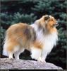 [RattlerScans - Gone to the Dogs] Shetland Sheepdog