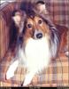 [RattlerScans - Gone to the Dogs] Shetland Sheepdog