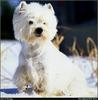 [RattlerScans - Gone to the Dogs] West Highland White Terrier