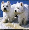 [RattlerScans - Gone to the Dogs] West Highland White Terrier