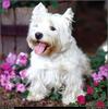 [RattlerScans - Gone to the Dogs] West Highland White Terrier