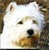 [RattlerScans - Gone to the Dogs] West Highland White Terrier