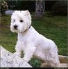 [RattlerScans - Gone to the Dogs] West Highland White Terrier