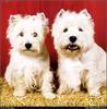 [RattlerScans - Gone to the Dogs] West Highland White Terrier