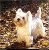 [RattlerScans - Gone to the Dogs] West Highland White Terrier