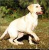 [RattlerScans - Gone to the Dogs] Yellow Labrador Retriever