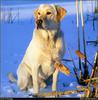 [RattlerScans - Gone to the Dogs] Yellow Labrador Retriever