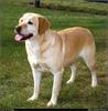 [RattlerScans - Gone to the Dogs] Yellow Labrador Retriever