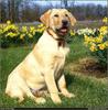 [RattlerScans - Gone to the Dogs] Yellow Labrador Retriever