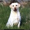 [RattlerScans - Gone to the Dogs] Yellow Labrador Retriever