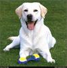 [RattlerScans - Gone to the Dogs] Yellow Labrador Retriever