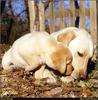 [RattlerScans - Gone to the Dogs] Yellow Labrador Retriever