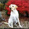 [RattlerScans - Gone to the Dogs] Yellow Labrador Retriever