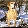 [RattlerScans - Gone to the Dogs] Yellow Labrador Retriever