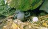 바다제비 Oceanodroma monorhis (Swinhoe's Storm Petrel)