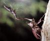 장수풍뎅이 수컷 Allomyrina dichotoma (Korean Horned Beetle)