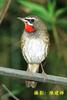 Siberian Rubythroat (Luscinia calliope = Calliope calliope)
