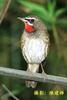 Siberian Rubythroat (Luscinia calliope)