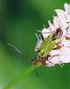 가시고리장님노린재 Mermitelocerus annulipes (Green Shieldbug)