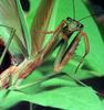 일본 사마귀 (Praying Mantis, Japan)