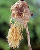 알집에서 갓 부화하는 사마귀 약충, 일본 (Praying Mantis hatchlings, Japan)