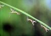 갓 부화한 사마귀 약충, 일본 (Praying Mantis instars, Japan)