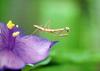 어린 사마귀 약충, 일본 (Praying Mantis instar, Japan)