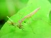 메뚜기 약충을 사냥하는 사마귀 약충, 일본 (Praying Mantis instar, Japan)