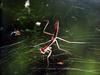 거미줄에 걸린 사마귀 약충, 일본 (Praying Mantis instar, Japan)