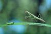 메뚜기 약충을 사냥하는 사마귀 약충, 일본 (Praying Mantis instar, Japan)