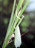 우화하는 사마귀, 일본 (Emergence of Praying Mantis, Japan)