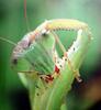 사마귀, 일본 (Praying Mantis, Japan)