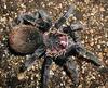 Columbian Lesser Black Tarantula (Xenesthis immanis)