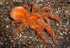 Goliath Birdeater Tarantula (Theraphosa blondi)