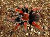 Mexican Fireleg Tarantula (Brachypelma boehmei)