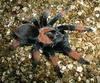 Mexican Painted Red Leg Tarantula (Brachypelma emilia)