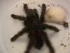 Pink Toe Tarantula (Avicularia sp.)