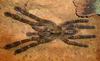 Red Slate Ornamental Tarantula (Poecilotheria rufilata)