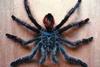 Venezuelan Greenbottle Blue Tarantula (Chromatopelma cyaneopubescens)