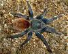 Venezuelan Greenbottle Blue Tarantula (Chromatopelma cyaneopubescens)