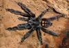 Venezuelan Sun Tiger Tarantula (Psalmopoeus irminia)