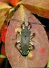 노랑배허리노린재 Plinachtus bicoloripes (Bicolor-legged Squash Bug)