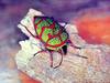 광대노린재 Poecilocoris lewisi (Clown Stink Bug)
